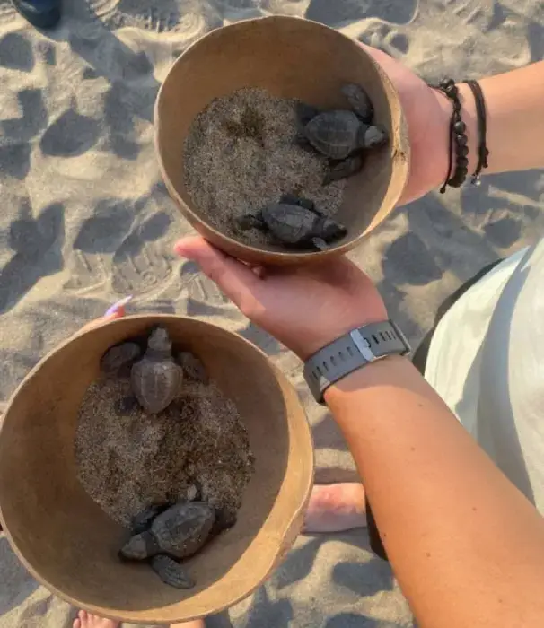 See Turtles at La Flor Beach Natural Reserve
